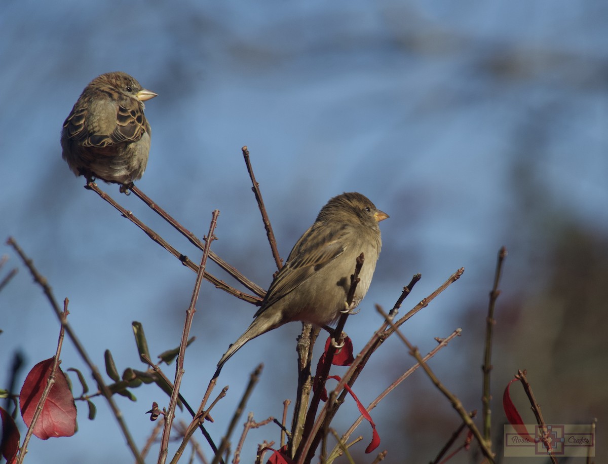 House Sparrow - ML644727387