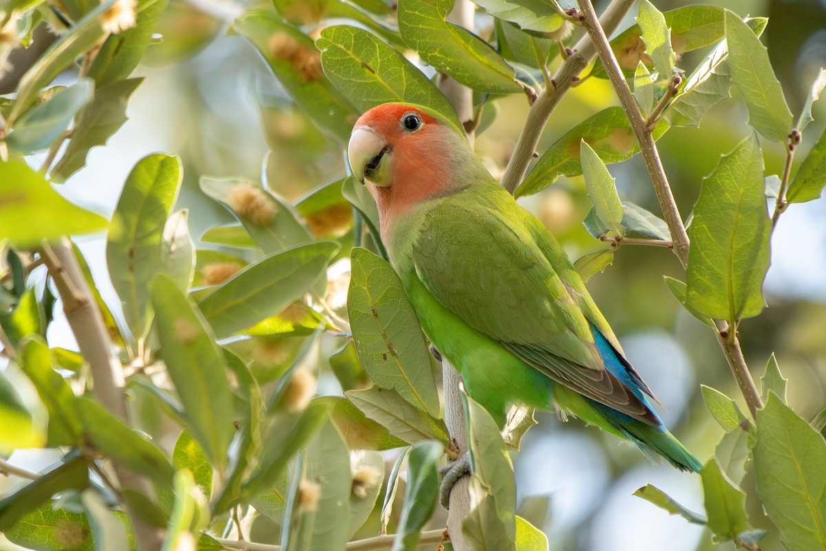 Rosy-faced Lovebird - ML644727391