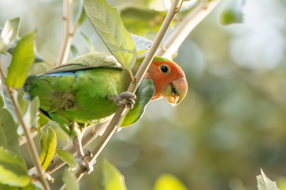Rosy-faced Lovebird - ML644727392
