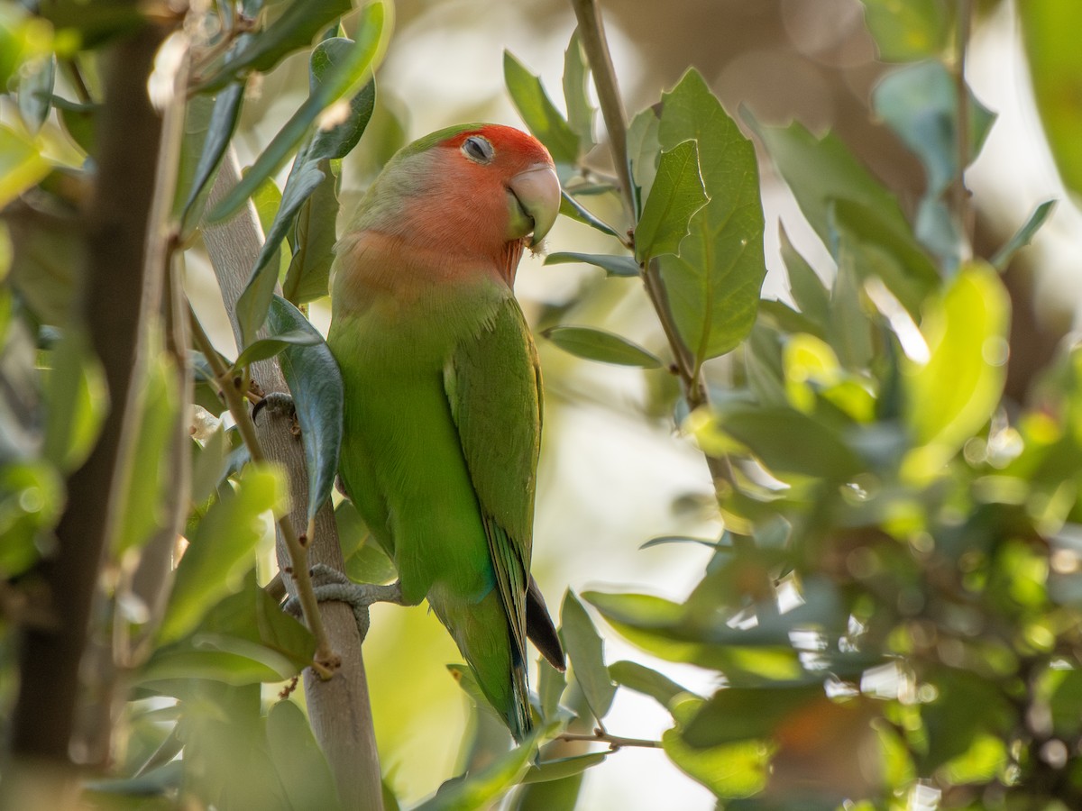 Rosy-faced Lovebird - ML644727393