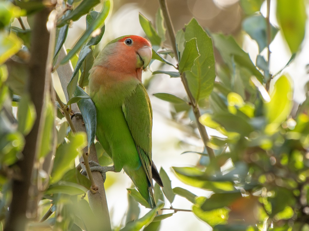 Rosy-faced Lovebird - ML644727394