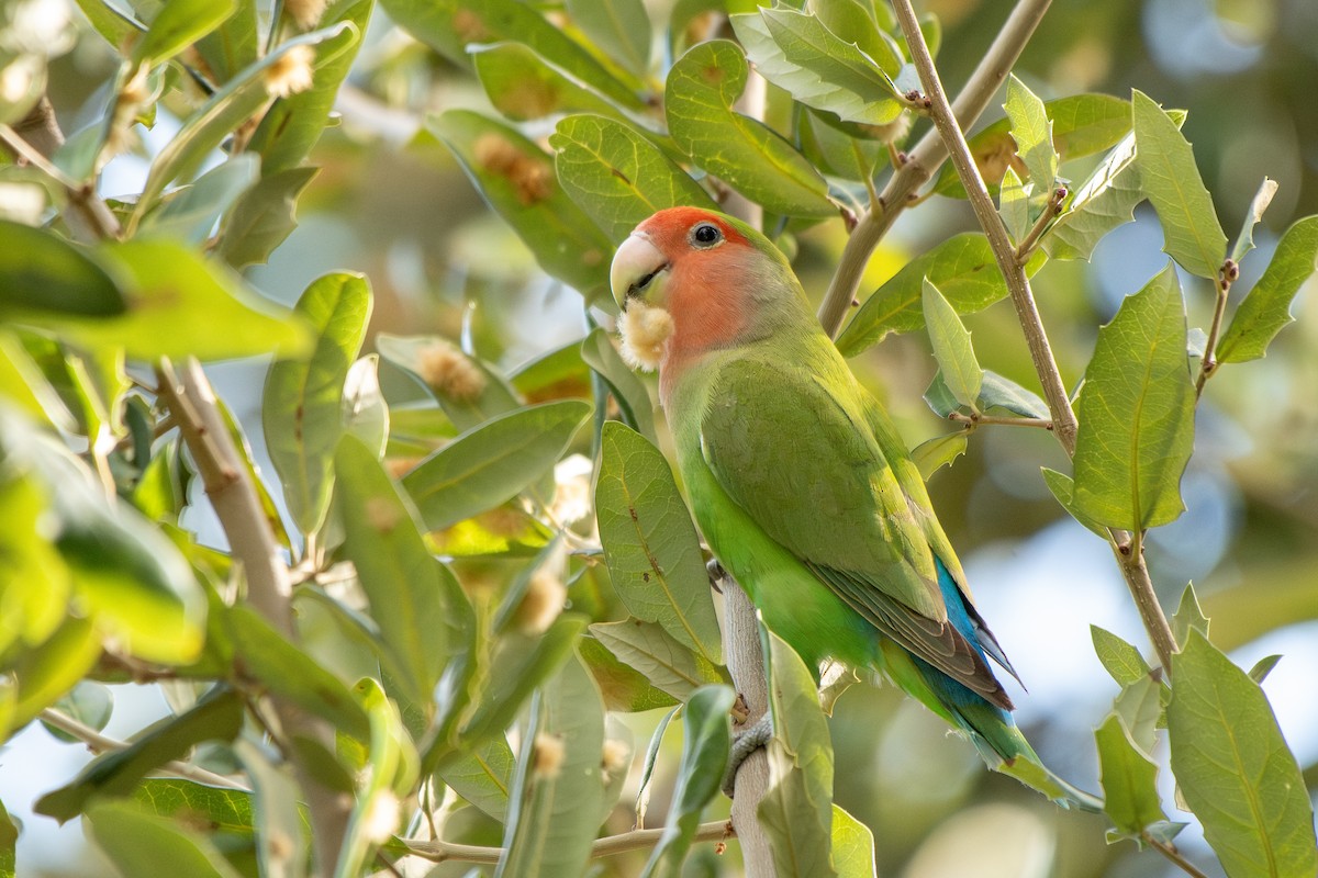 Rosy-faced Lovebird - ML644727395