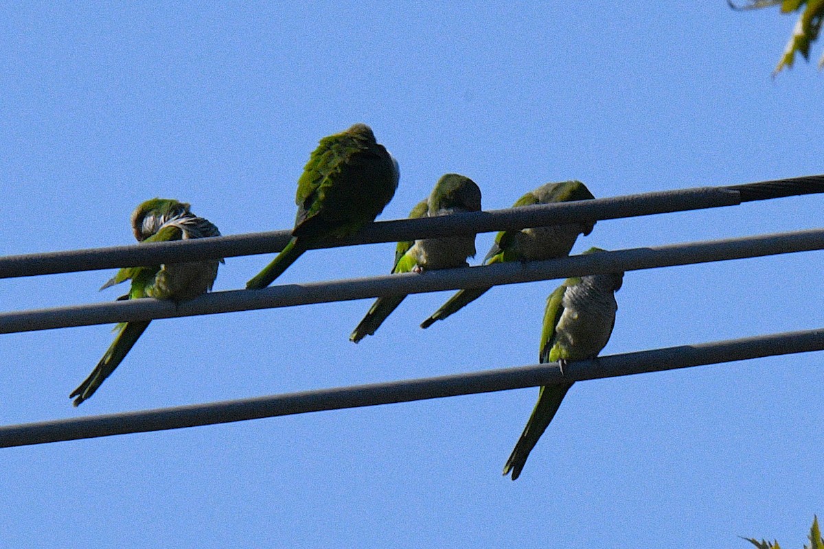 Калита сіроволий - ML644727398