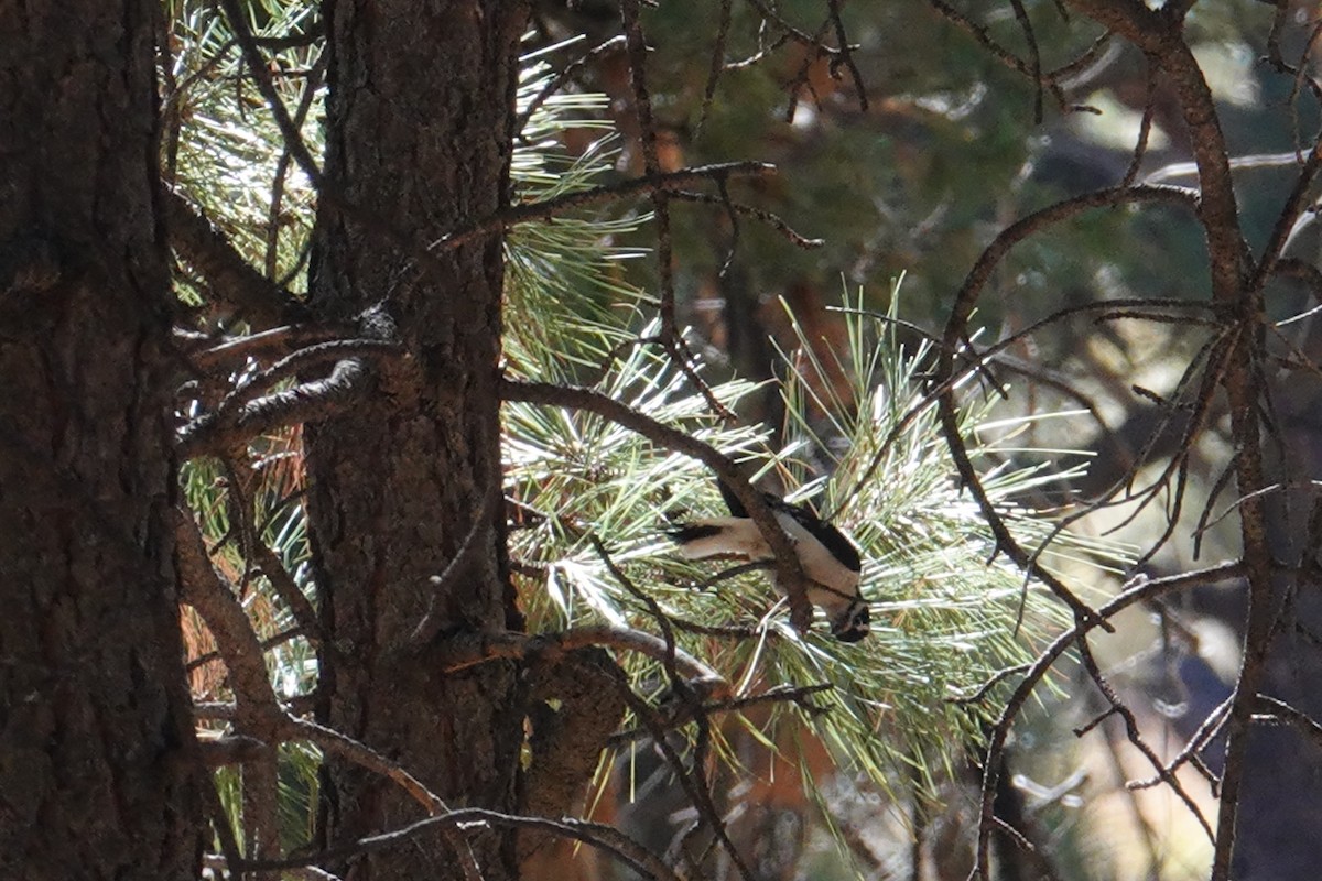 Hairy Woodpecker - ML644727410