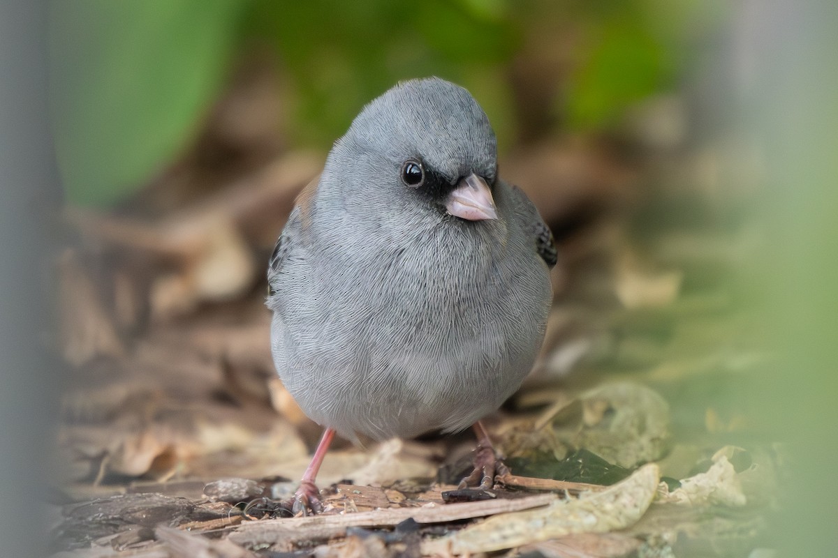 Dark-eyed Junco - ML644727411