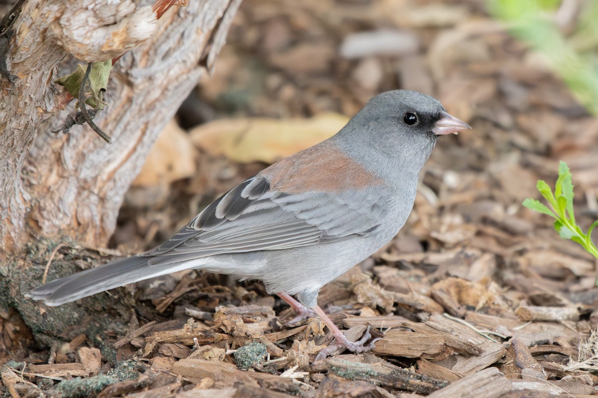 Dark-eyed Junco - ML644727412