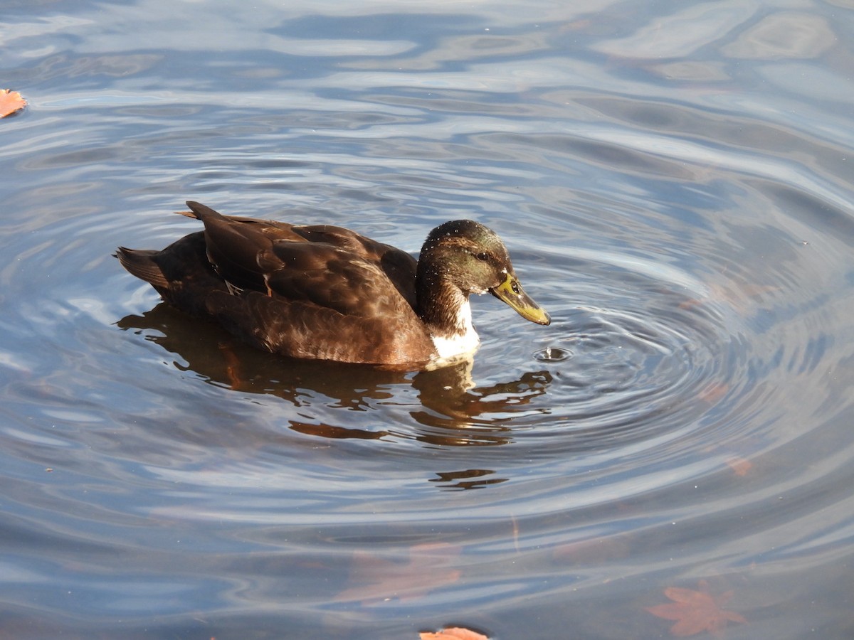 Тэжээмэл нугас - ML644727416