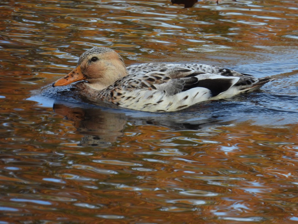 Тэжээмэл нугас - ML644727417