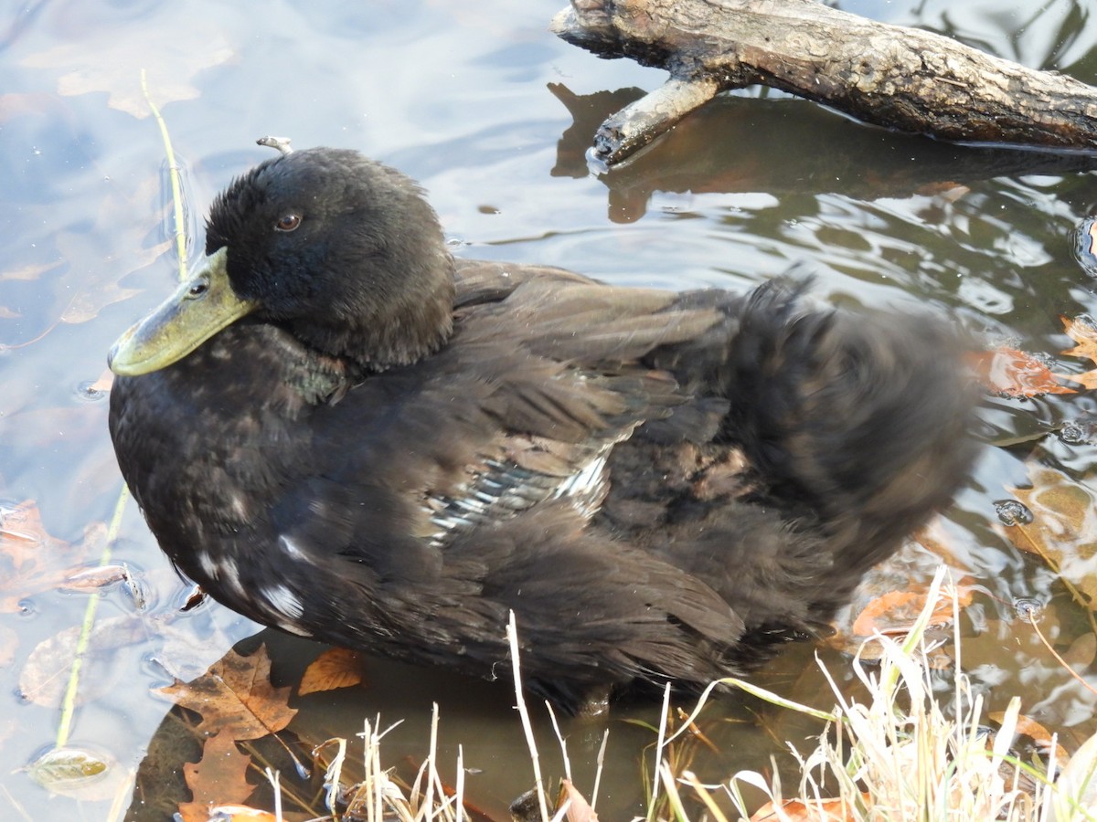 Тэжээмэл нугас - ML644727418