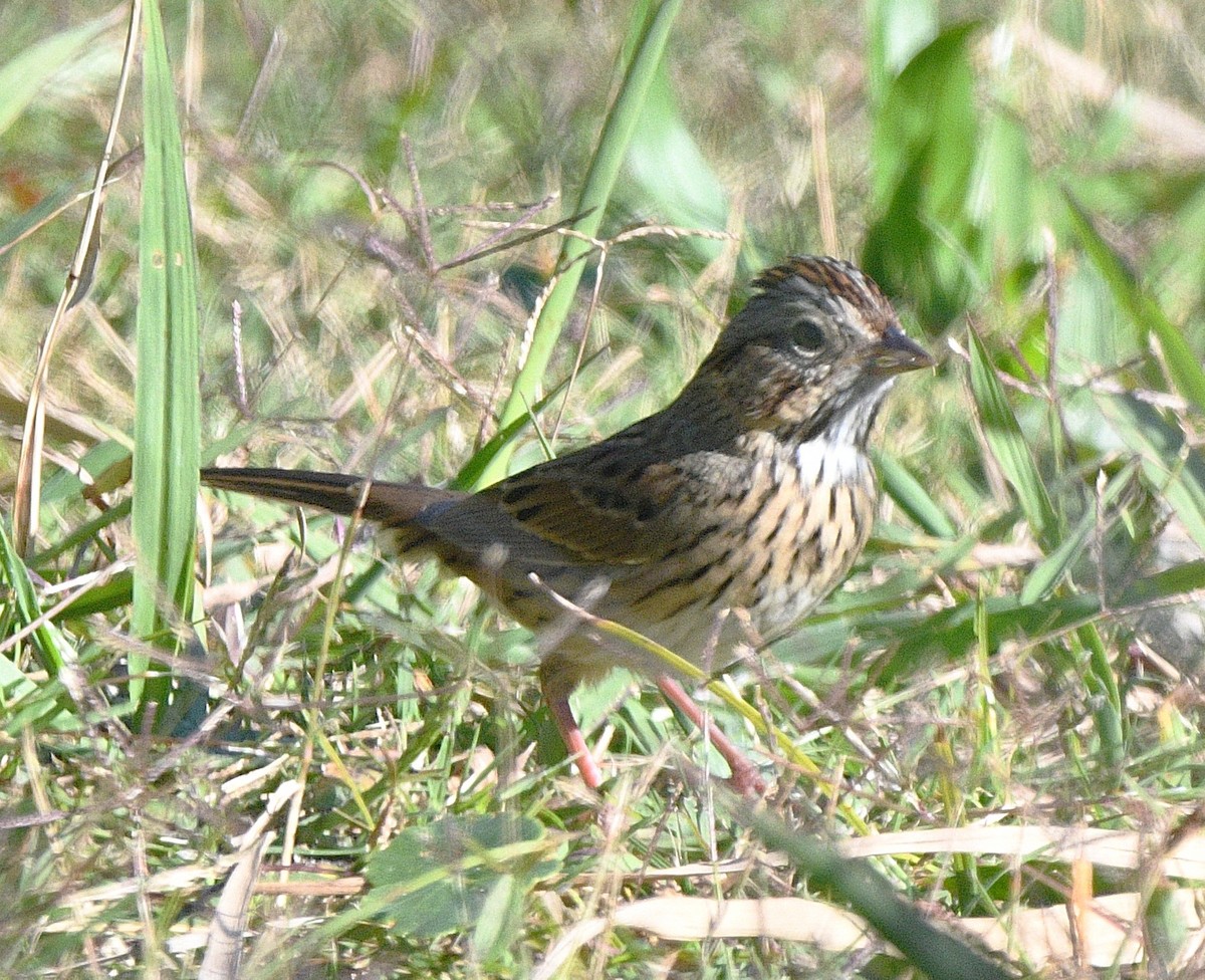 strnadec pruhohlavý - ML644727431