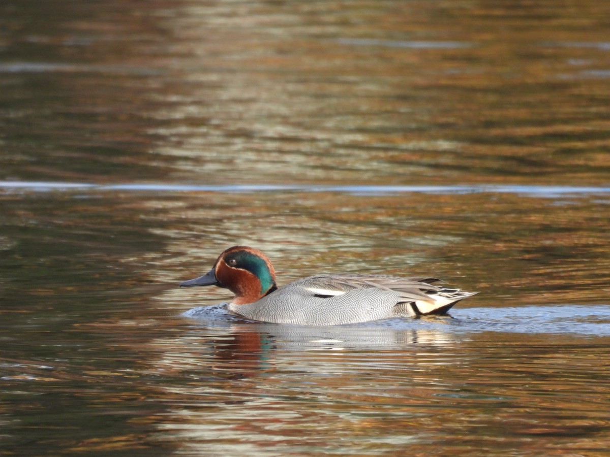 Ногоохон нугас - ML644727434