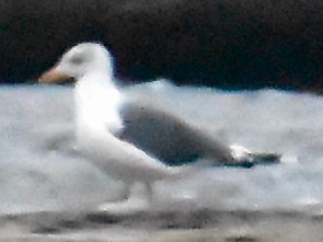 小黑背鷗 - ML644727435