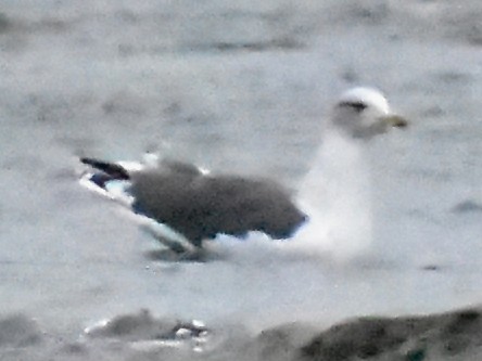 小黑背鷗 - ML644727436