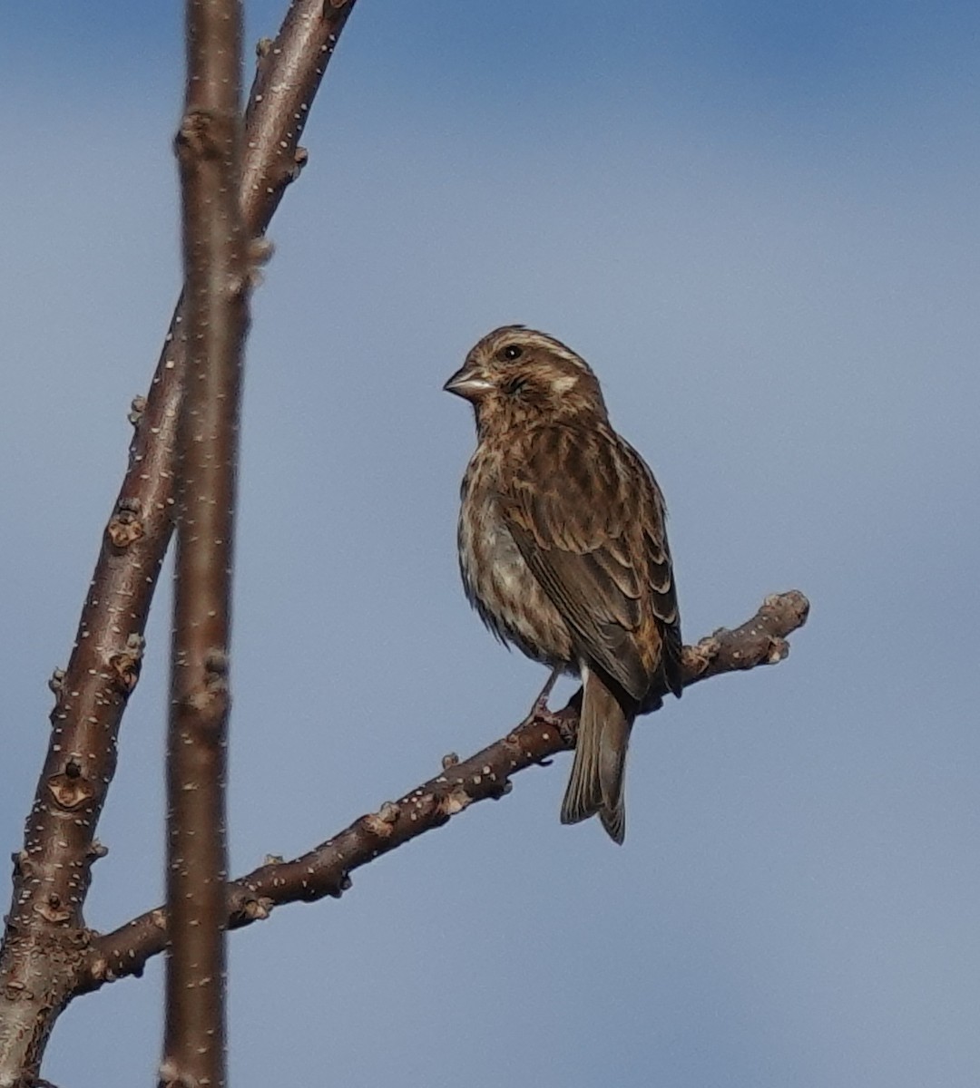 Purple Finch - ML644727438