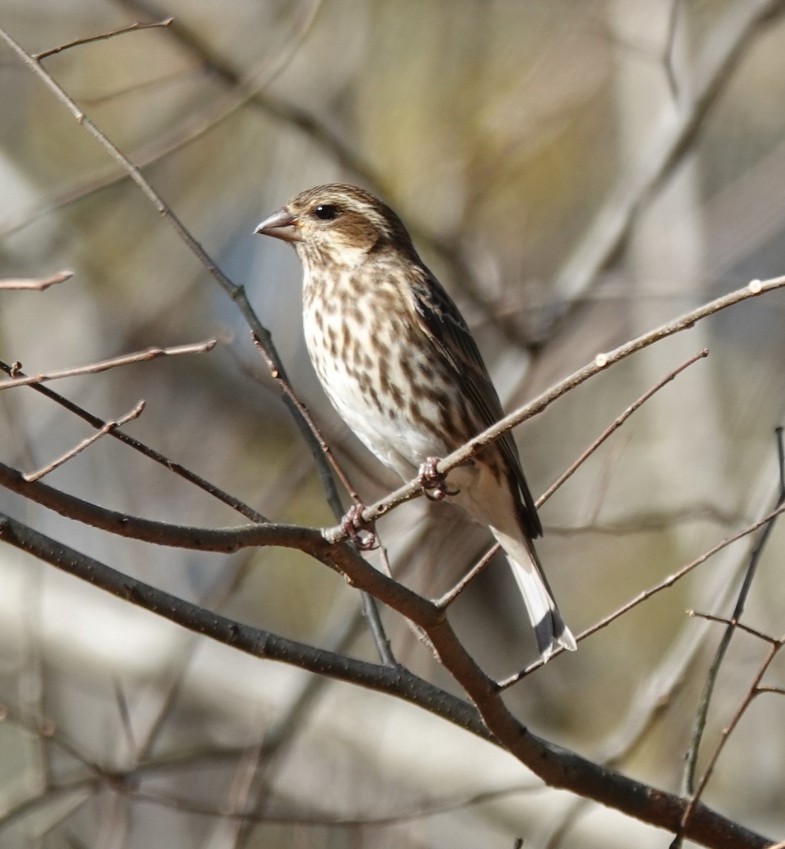 Purple Finch - ML644727442