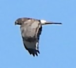 זרון אמריקני - ML644727453