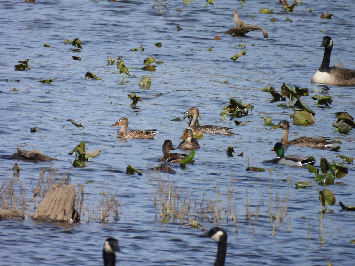 Mestolone - ML644727471