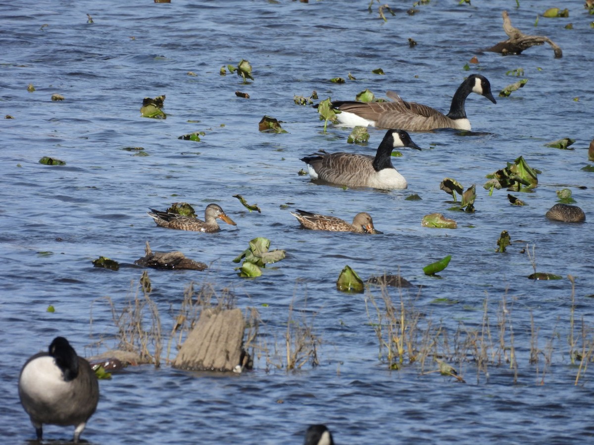 Mestolone - ML644727472