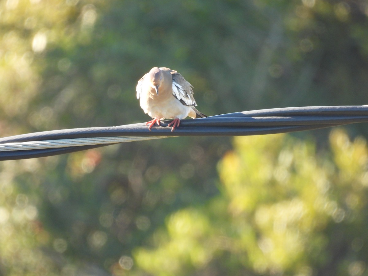 White-winged Dove - ML644727474