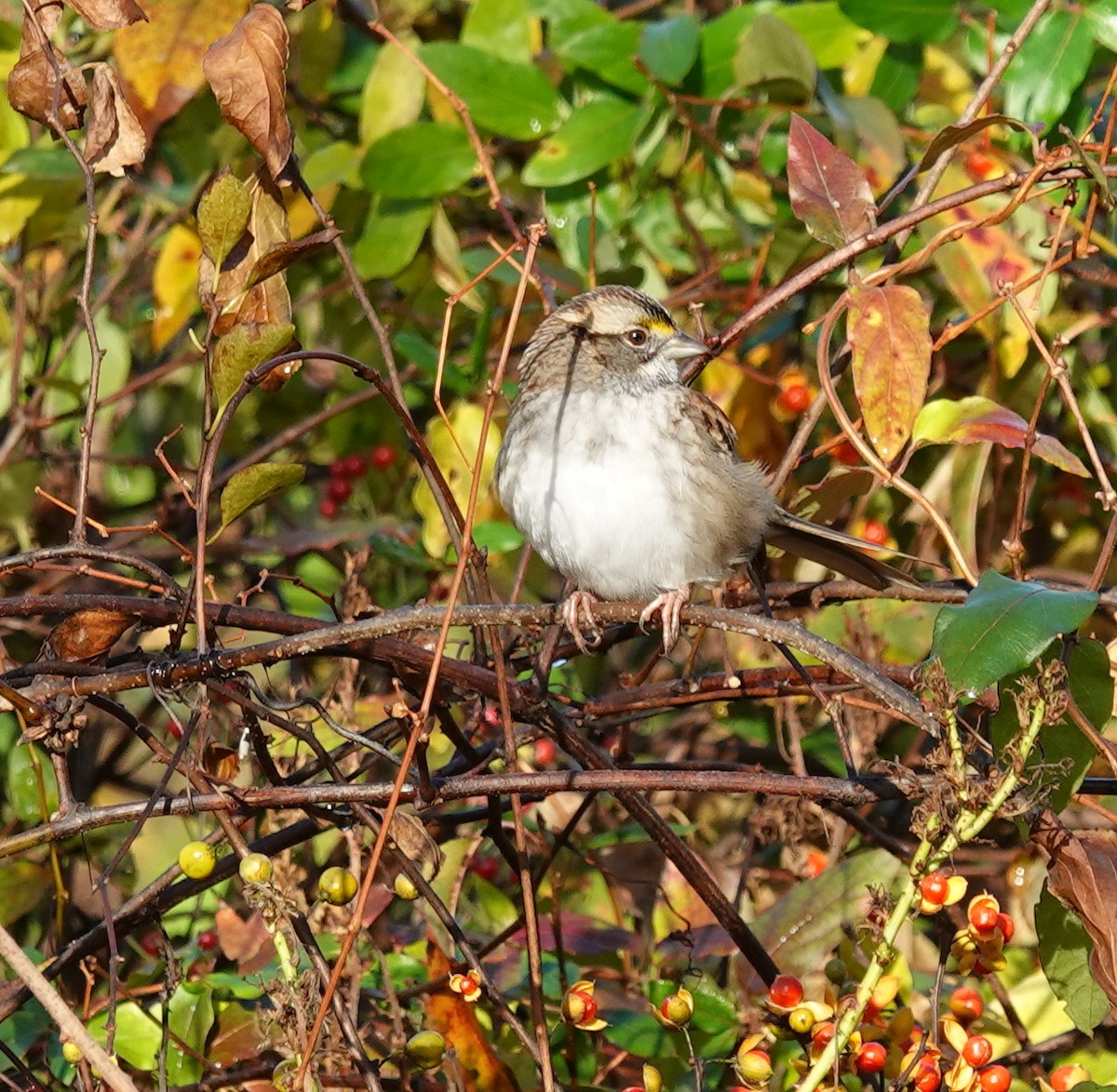 hvitstrupespurv - ML644727477