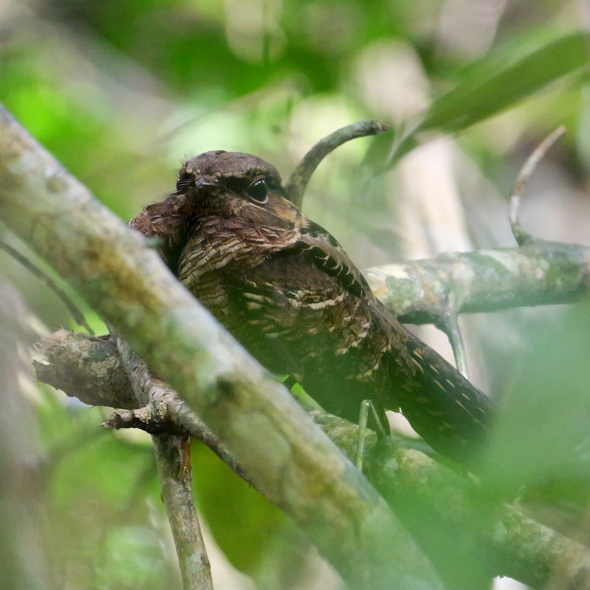 pauraquenattravn - ML644727486