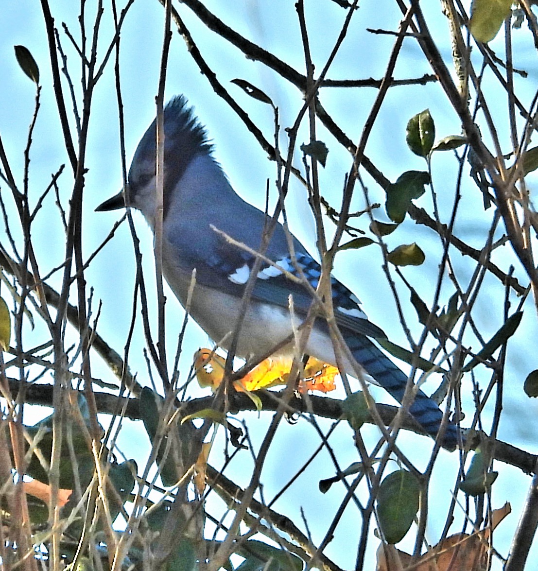 Blue Jay - ML644727487