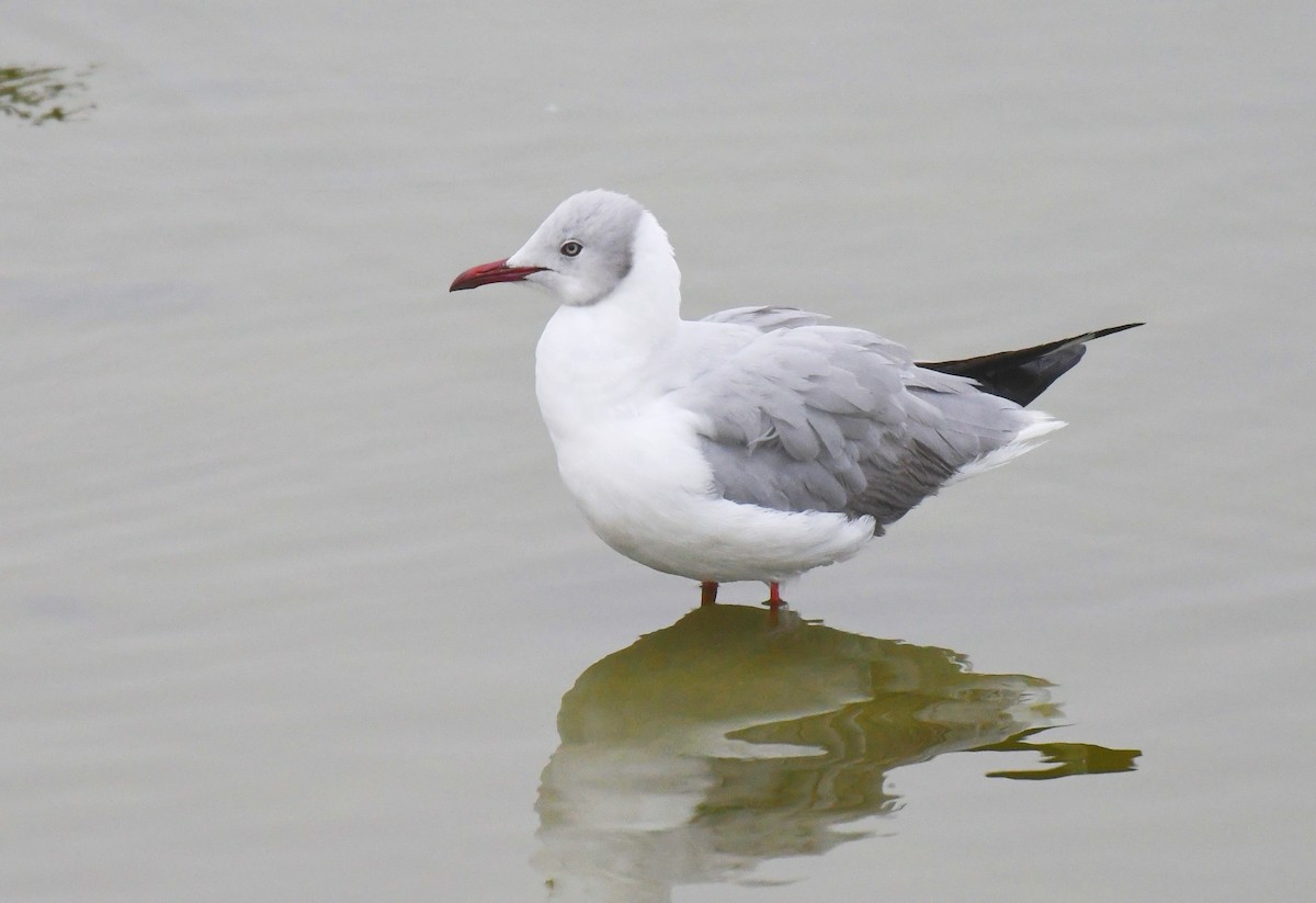 Antxeta burugrisa - ML644727488