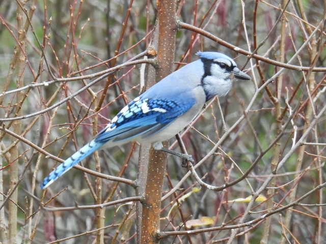 Blue Jay - ML644727490