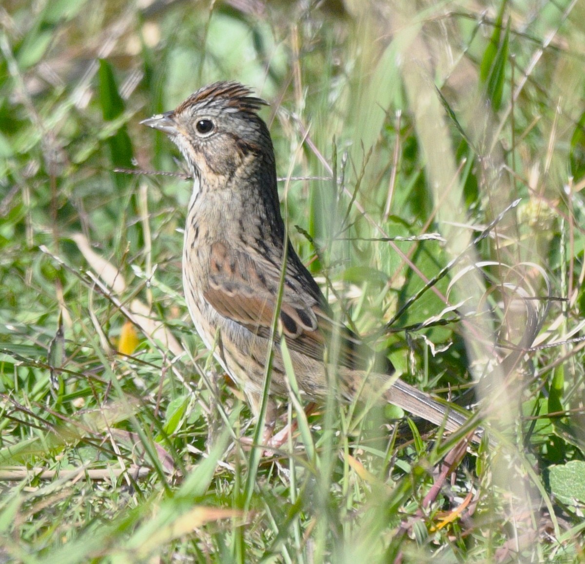 strnadec pruhohlavý - ML644727504