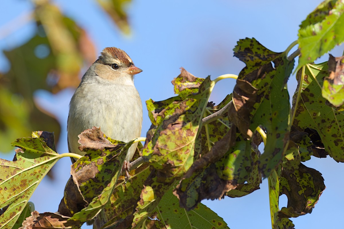 White-crowned Sparrow - ML644727505