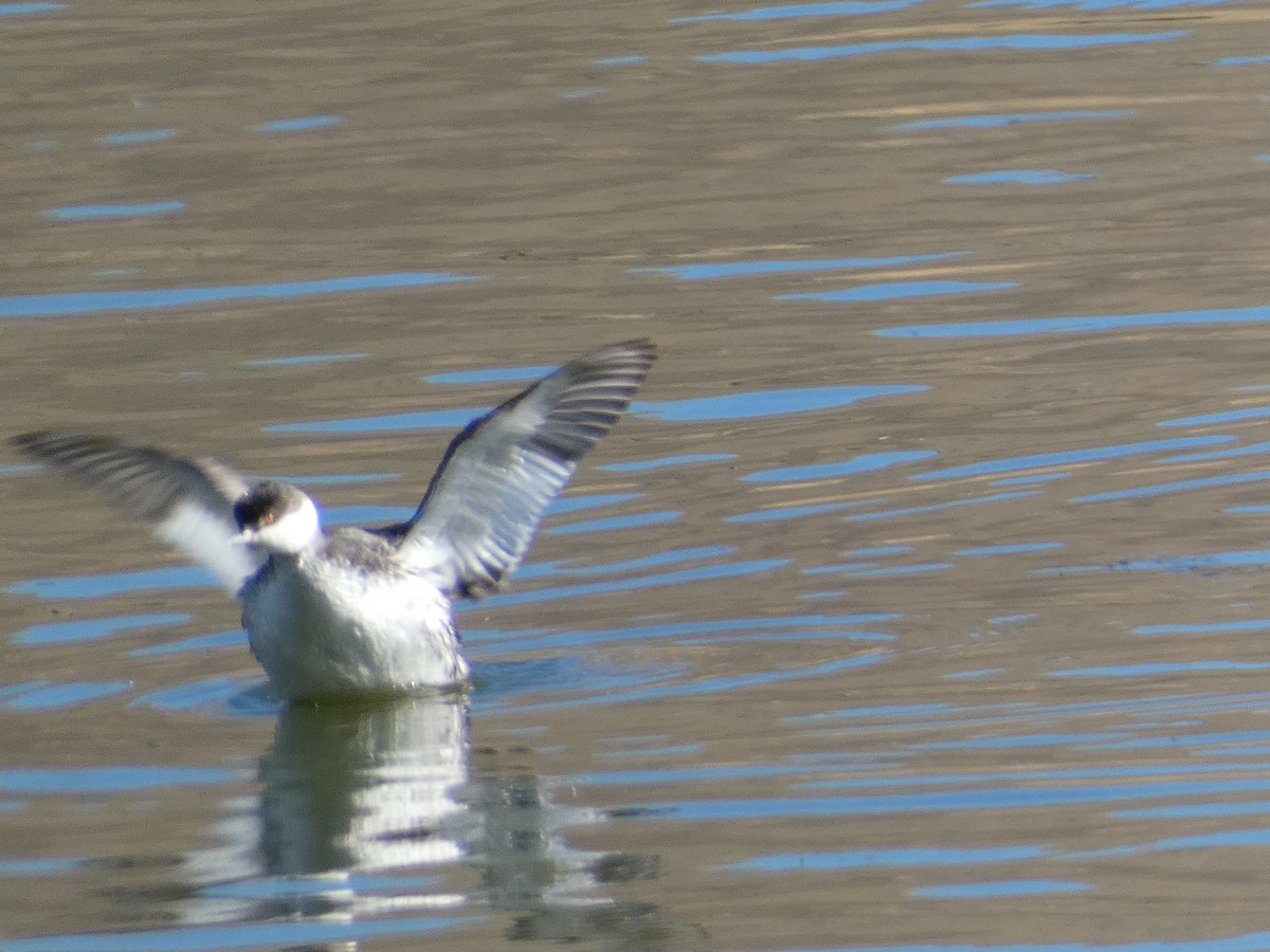 ミミカイツブリ - ML644727506