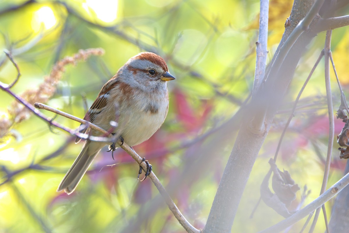 American Tree Sparrow - ML644727512