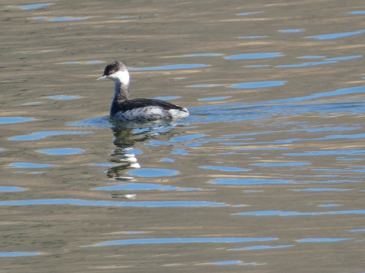 ミミカイツブリ - ML644727516