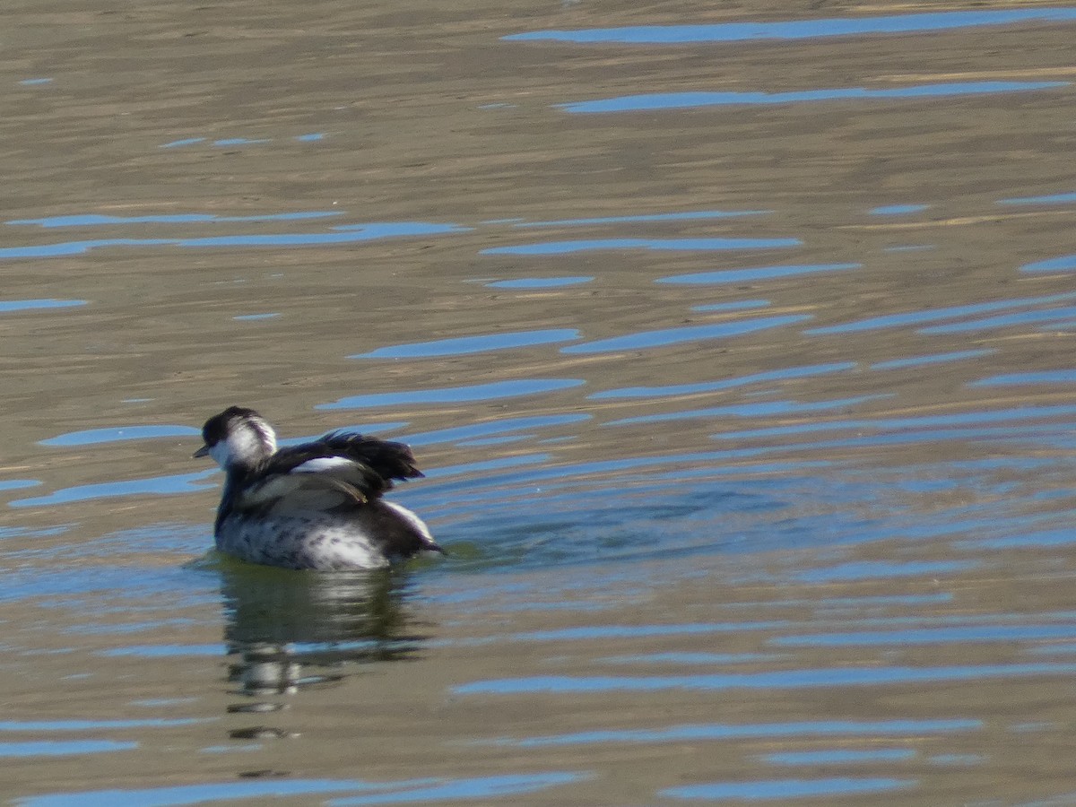 ミミカイツブリ - ML644727518