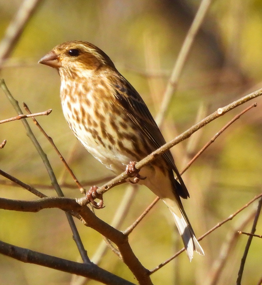 Purple Finch - ML644727522