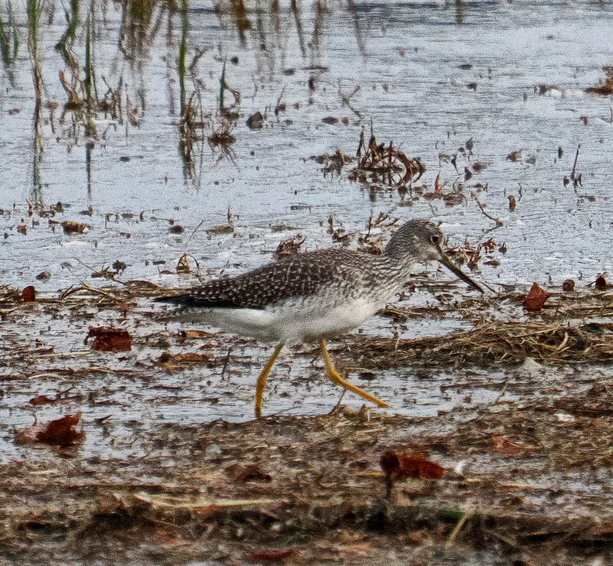 Коловодник строкатий - ML644727526