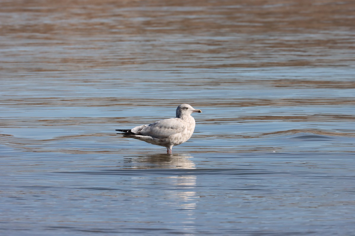American Herring Gull - ML644727531