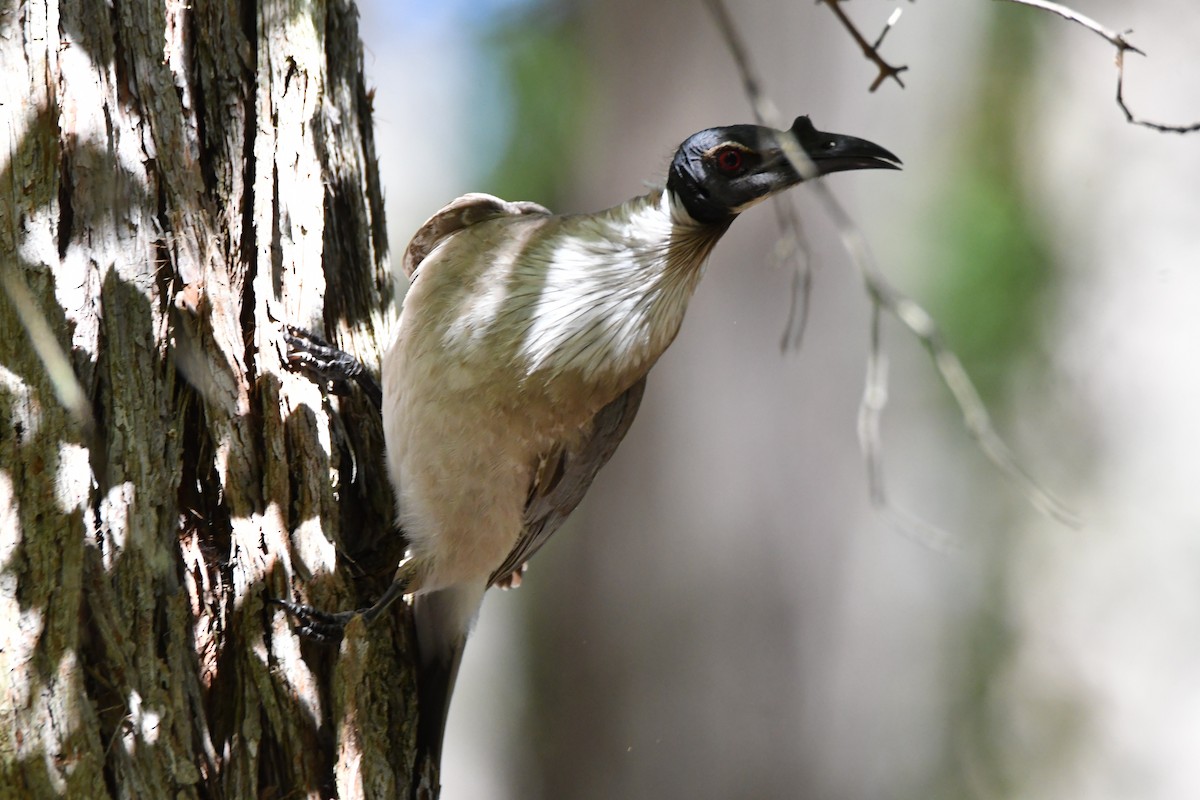 Noisy Friarbird - ML644727533