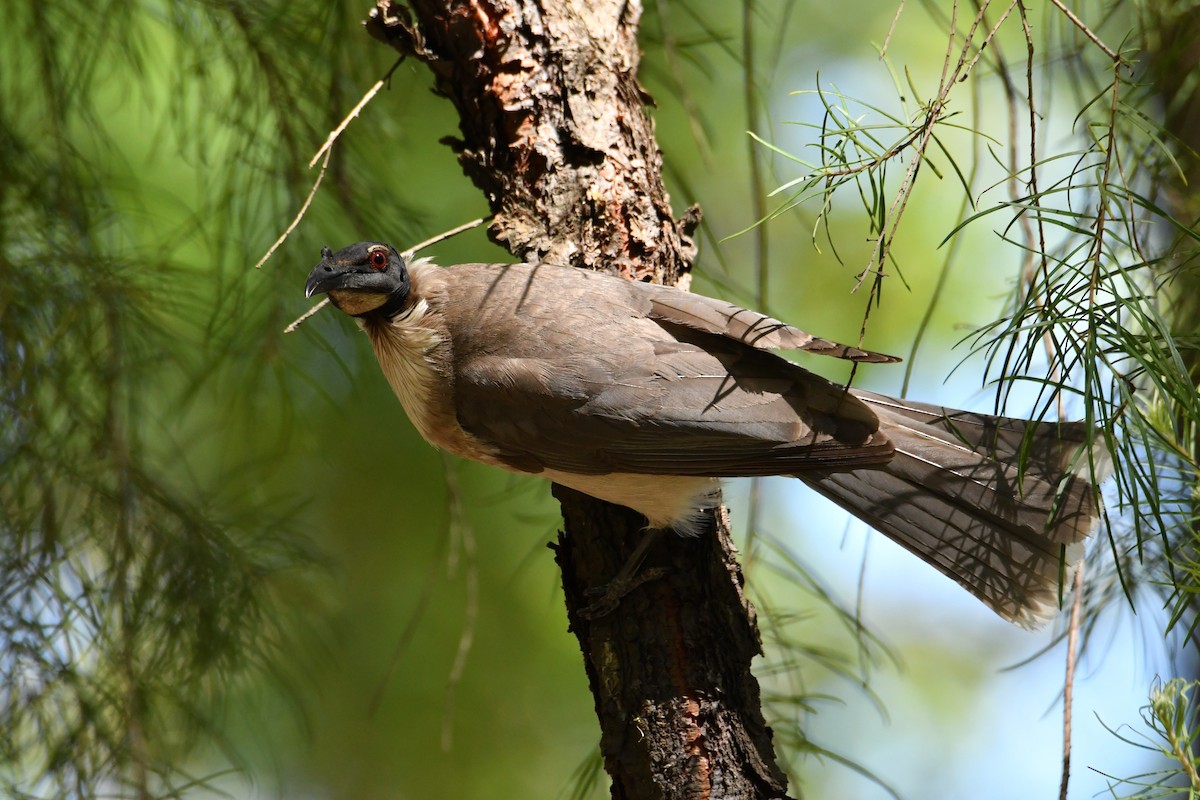 Noisy Friarbird - ML644727534
