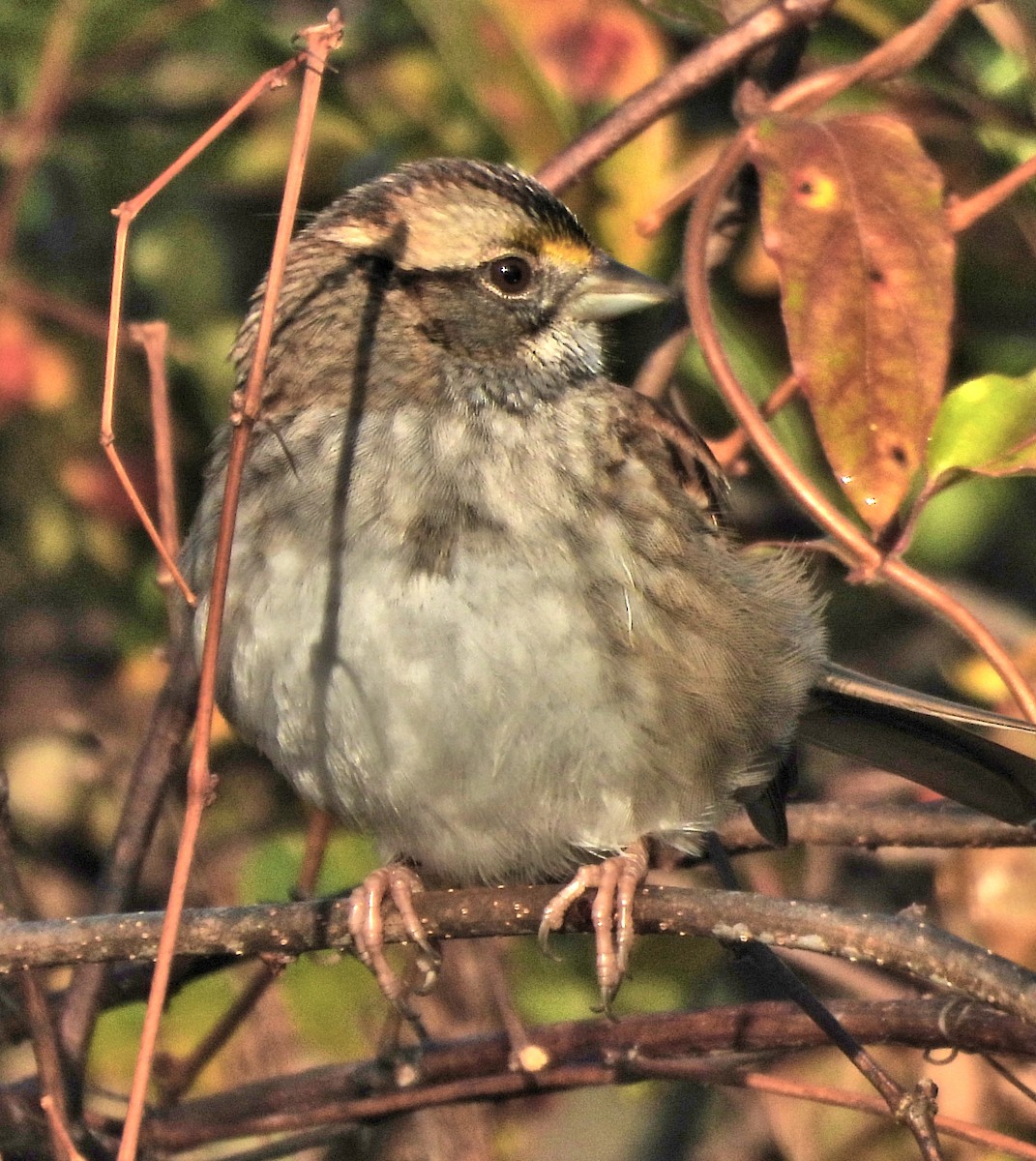 hvitstrupespurv - ML644727535