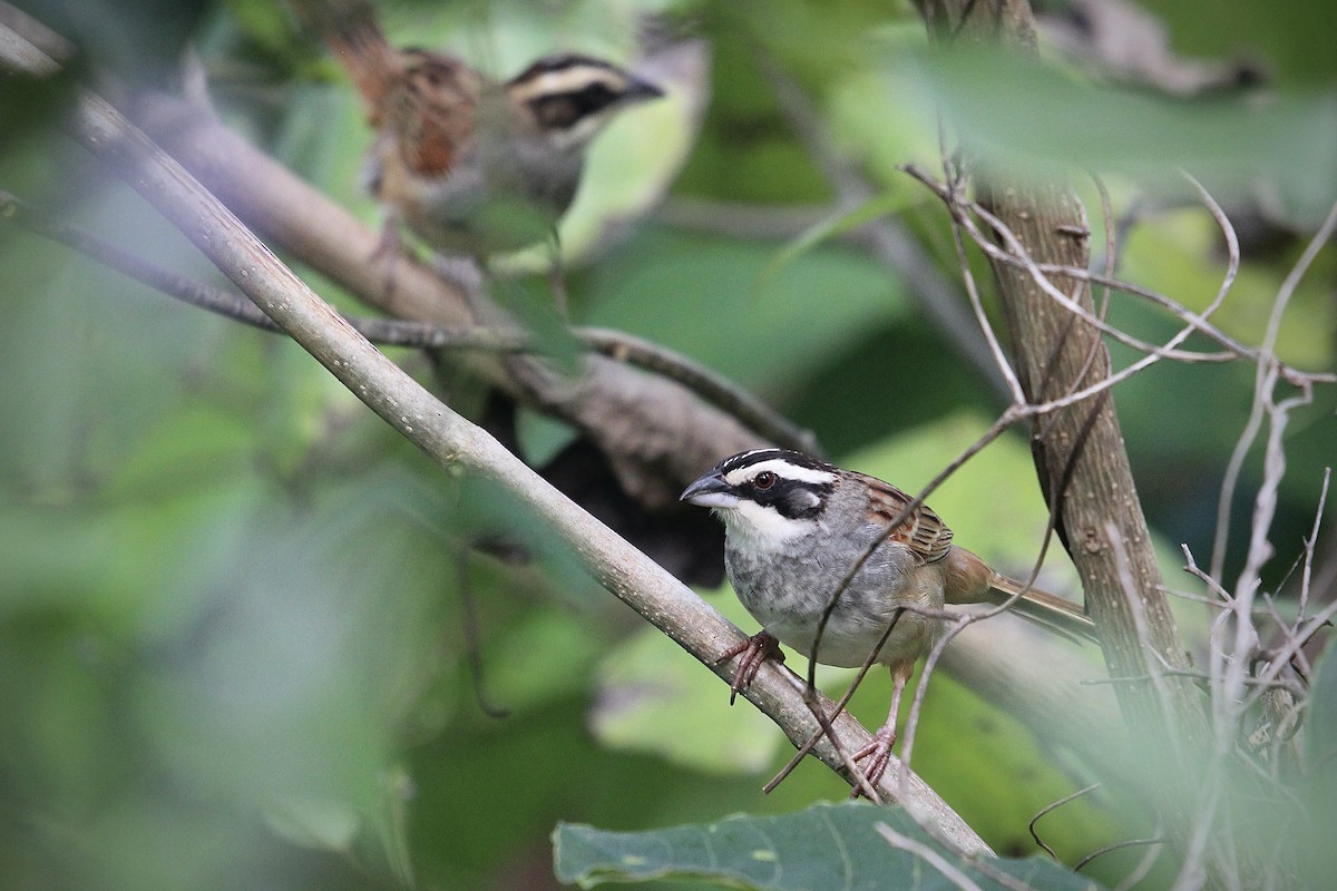 Stripe-headed Sparrow - ML644727536