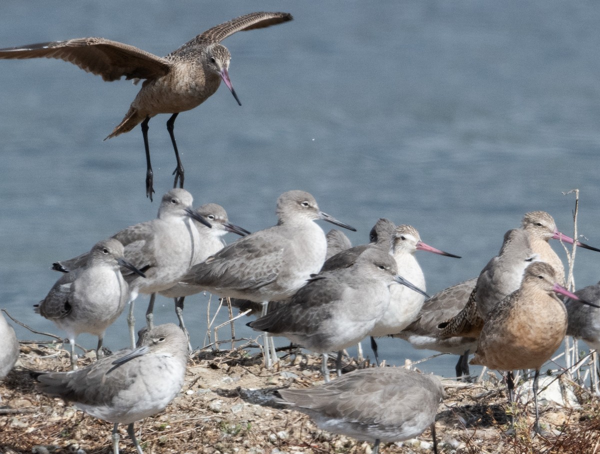 Willet - ML644727539