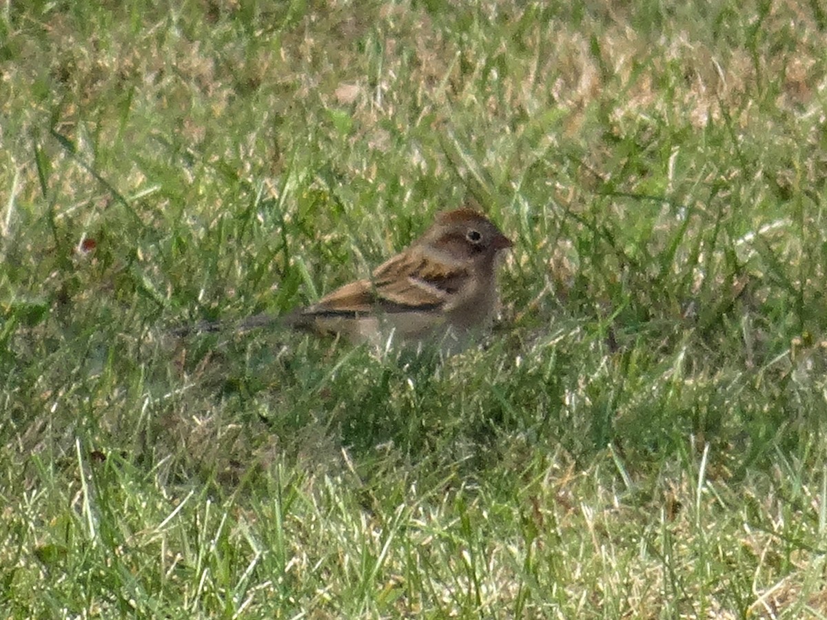 House Sparrow - ML644727541