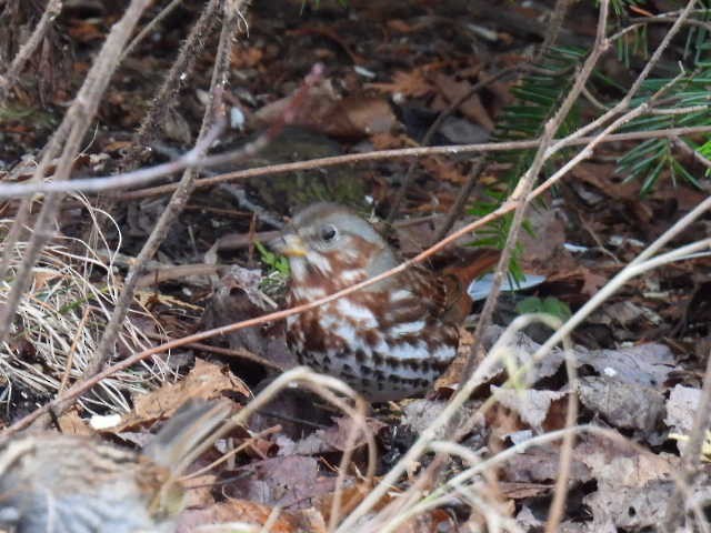 Fox Sparrow - ML644727542
