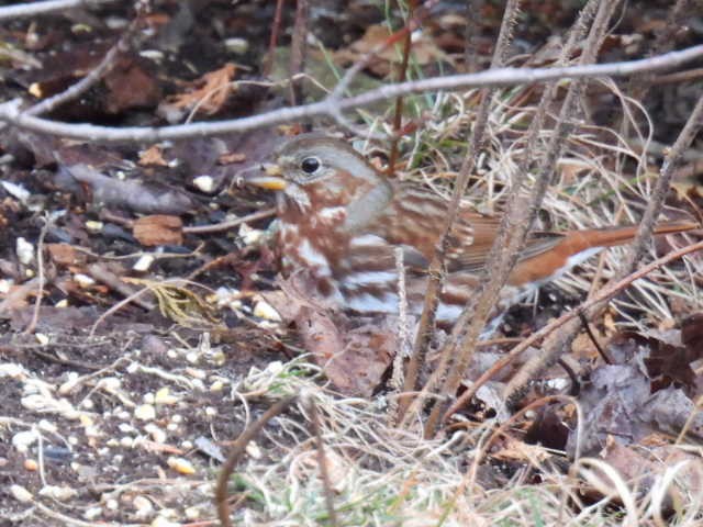 Fox Sparrow - ML644727543