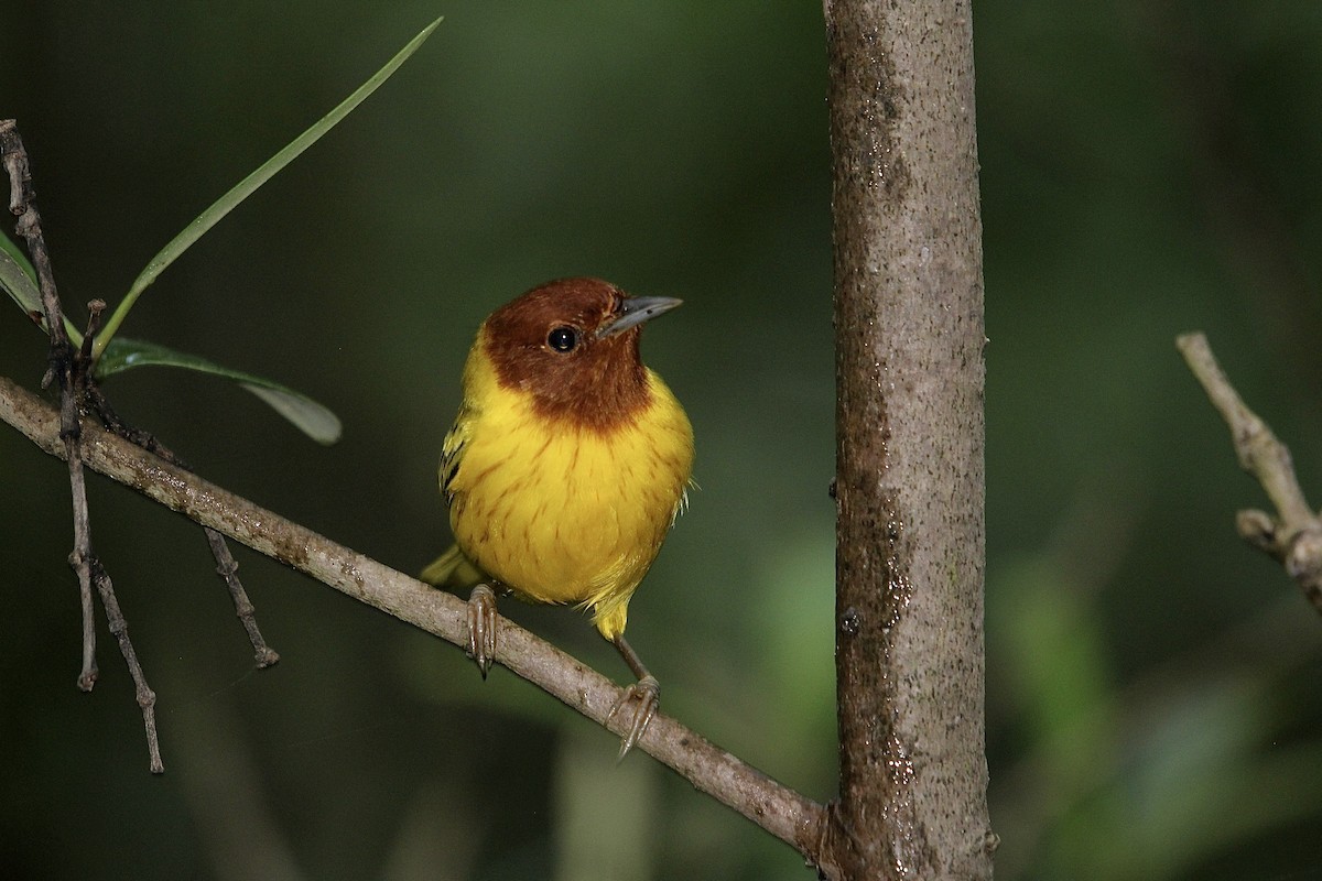 Mangrove Yellow Warbler (Mexican) - ML644727546