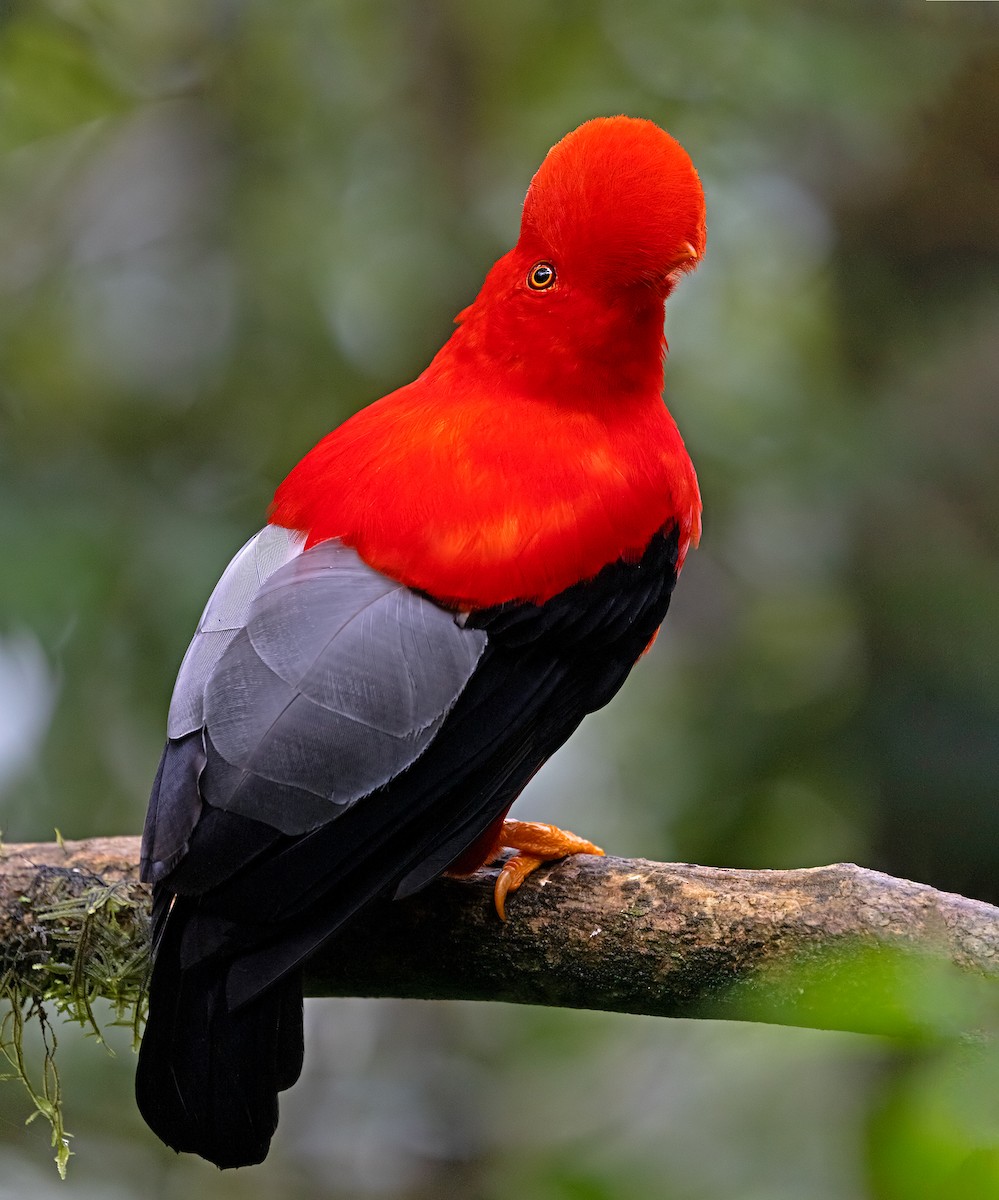 Andean Cock-of-the-rock - ML644727547