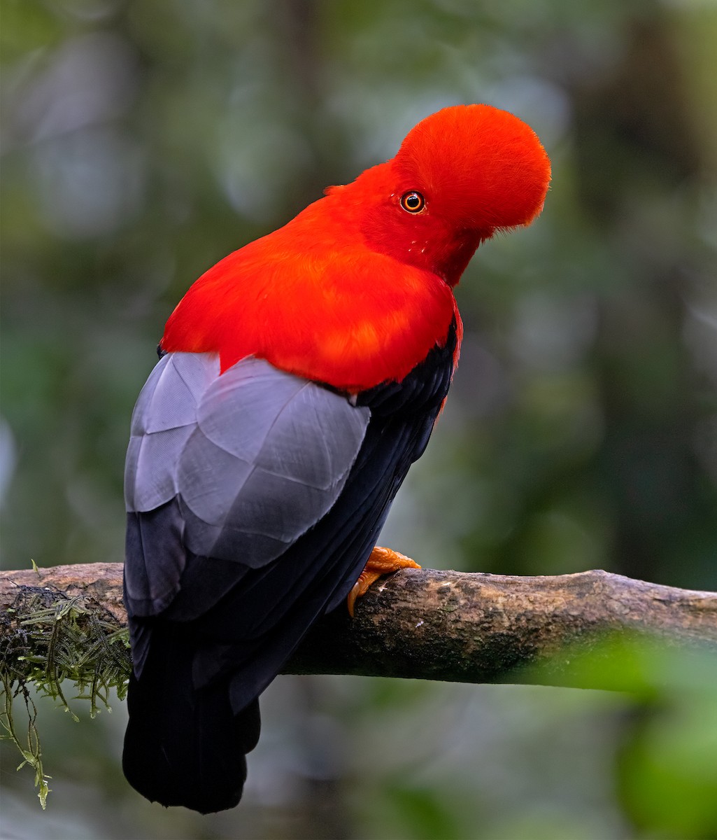 Andean Cock-of-the-rock - ML644727548