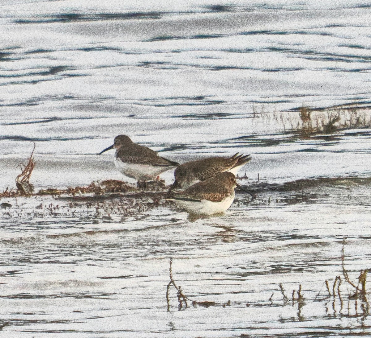 Dunlin - ML644727549