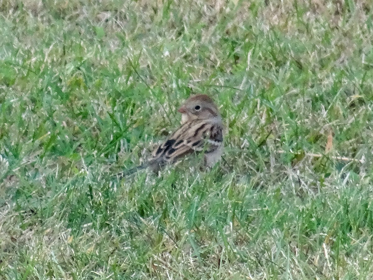 House Sparrow - ML644727550